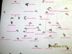 Geometridae + Tortricidae_?? ????